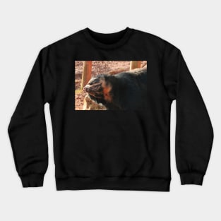 The Bear Necessities Crewneck Sweatshirt